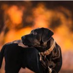 Dog Poop Pickup in Trenton